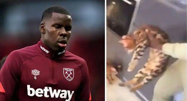 4 ماه حبس برای بازیکن حیوان آزار - اخبار اسپرت 4 ماه حبس برای بازیکن حیوان آزار